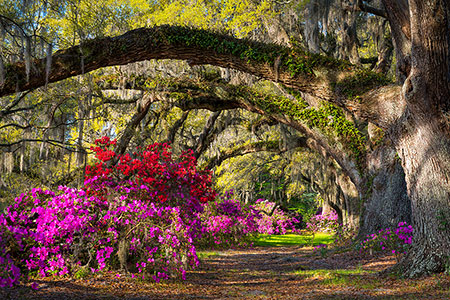 Charleston SC Azalea Flowers and Oak Trees Landscape
