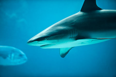 Shark Photo Wildlife Photography