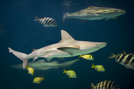 Shark Photography Underwater Photo