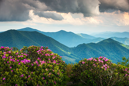 Appalachian Trail Spring Flowers Roan Mountain Outdoor Hiking Landscape