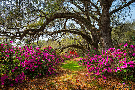 Charleston SC Fine Art Landscape Photography