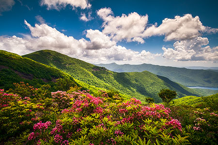 Asheville NC Mountain Laurel Spring Flowers Landscape