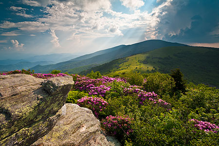 North Carolina Appalachian Trail Scenic Spring Flowers Landscape Photography
