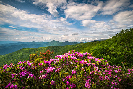 Blue Ridge Parkway Spring Rhododendron Blooms Scenic Art