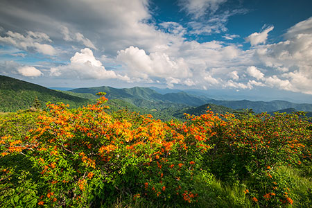 Roan Mountain Flame Azalea Spring Bloom Appalachian Trail Landscape Photography