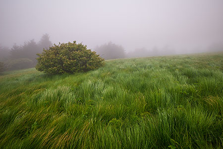 Roan Mountain Tennessee Appalachian Trail Nature Photography