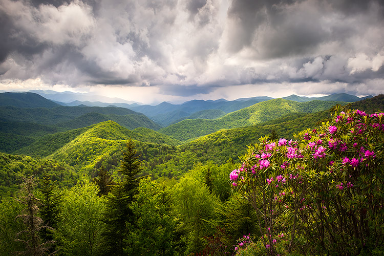 Blue Ridge Parkway Spring Flowers Landscape Photography Print