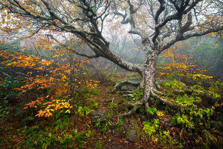 Asheville NC Hiking Trail Autumn Tree Landscape Prints