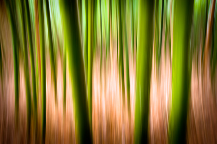 Bamboo Panning Abstract Fine Art Photography Print