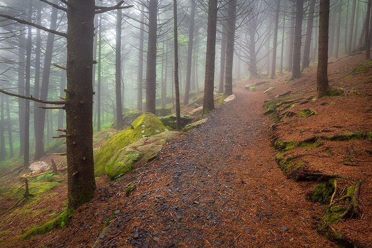 Appalachian Trail Foggy Forest Fine Art Print