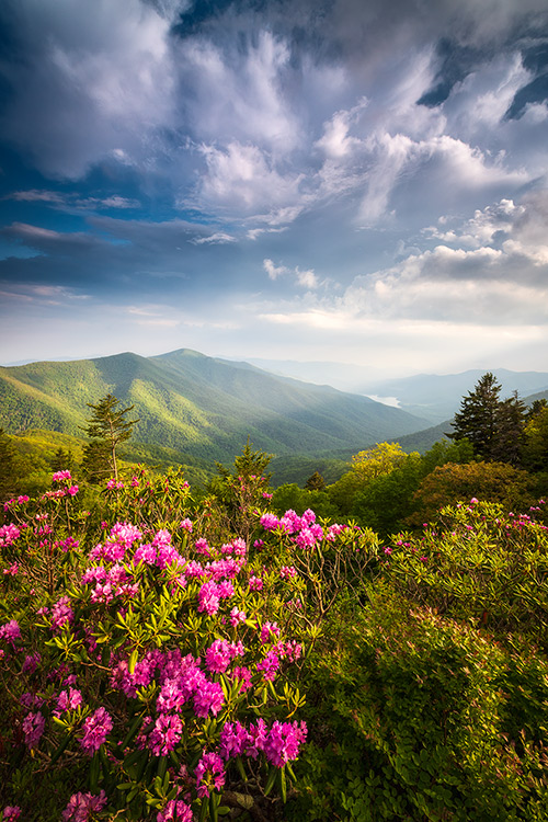 Summer Rhododendron Flowers Asheville NC Mountains Landscape Prints