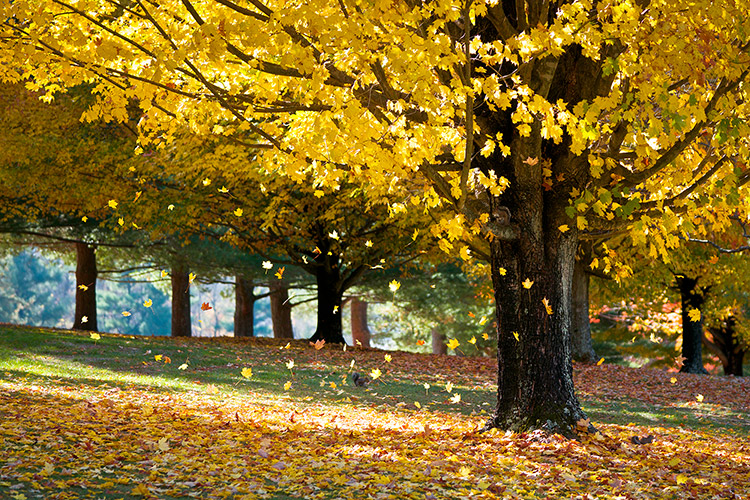 Autumn Maple Trees Hendersonville NC Nature Photography Prints